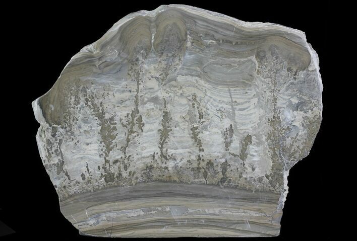 Triassic Aged Stromatolite Fossil - England #67413